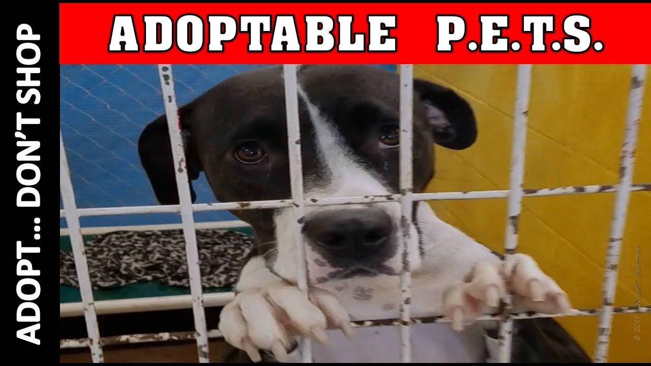 ANIMAL SHELTER has Small Dog Breeds That Don't Shed