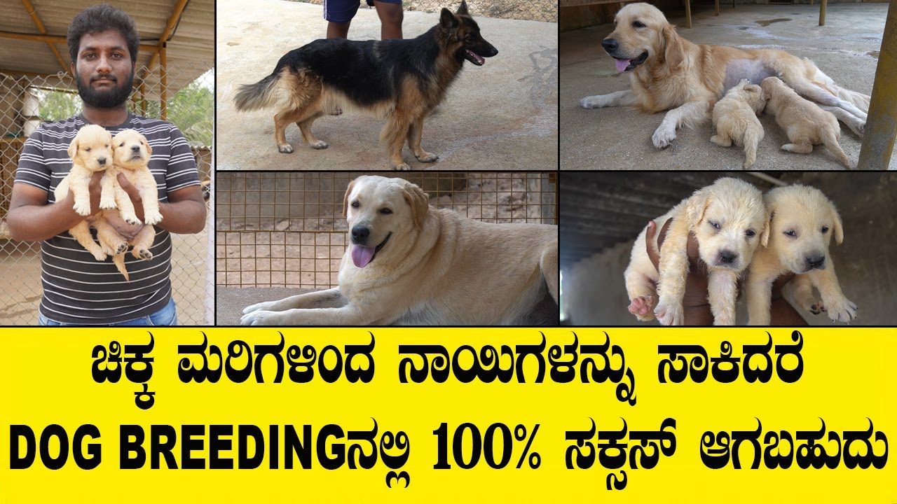 ಚಿಕ್ಕ ಮರಿಗಳಿಂದ ನಾಯಿಗಳನ್ನು ಸಾಕಿದರೆ DOG BREEDING ನಲ್ಲಿ 100% ಸಕ್ಸಸ್ ಆಗಬಹುದು..DOG KENNEL
