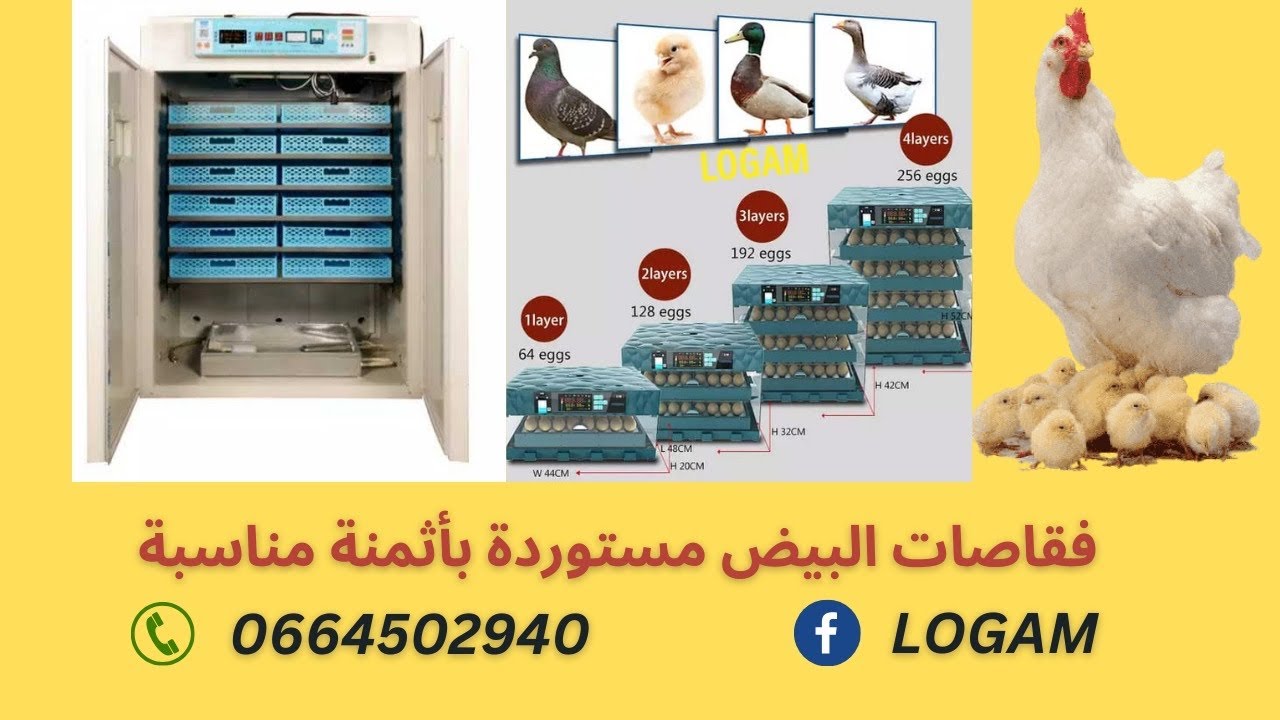 الطريقة الصحيحة للتعامل مع الفقاصات 64 ، 128 ، 192 بيضة من بداية التفقيس إلى خروج الكتاكيت