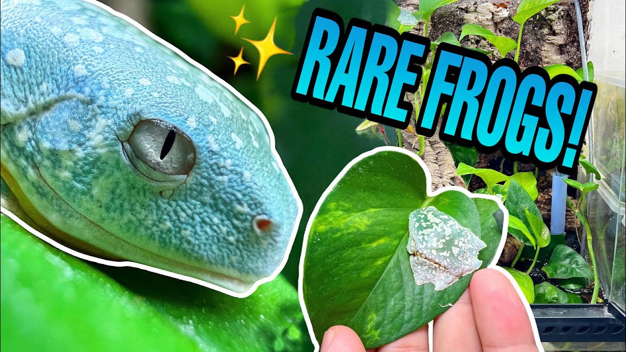 DREAM FROG UPDATE! Tadpoles METAMORPHOSED into Frogs! FRINGED LEAF FROGS (Cruziohyla craspedopus)