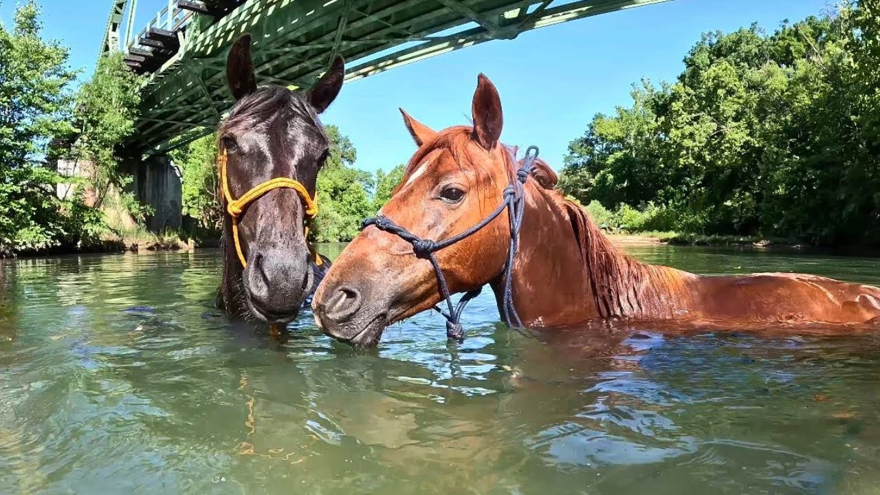 Happy & Fraulein Go Swimming...They LOVED IT!