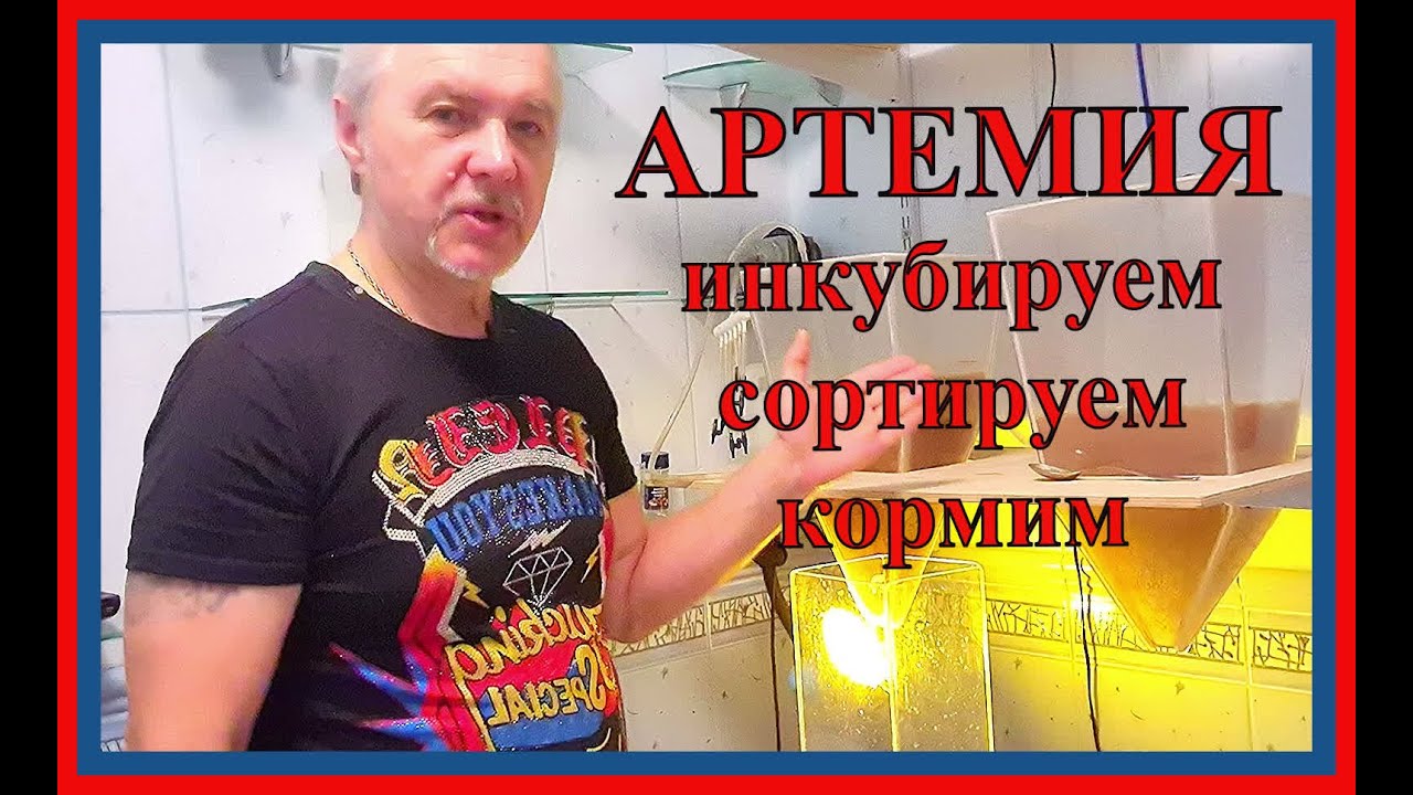 АРТЕМИЯ, инкубируем, сортируем, кормим. АКВАРИУМИСТЫ РОССИИ