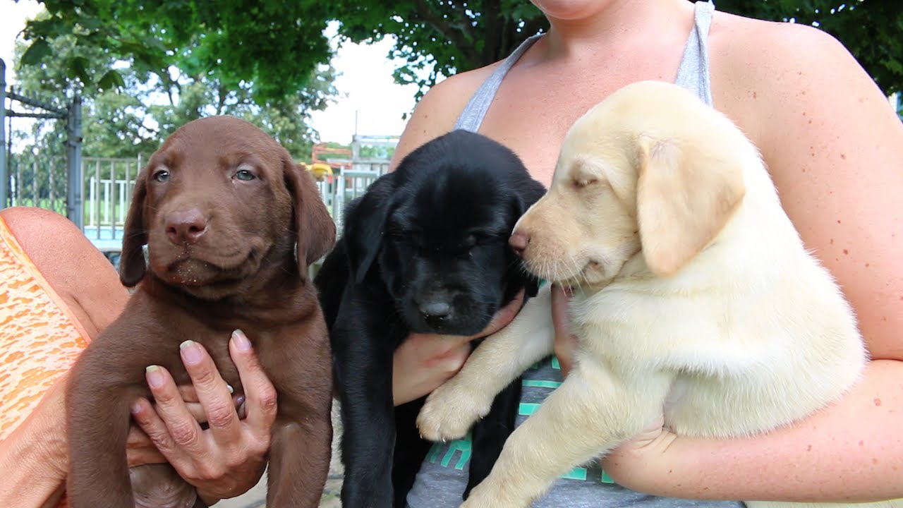 Adorable Labrador Retriever Puppies