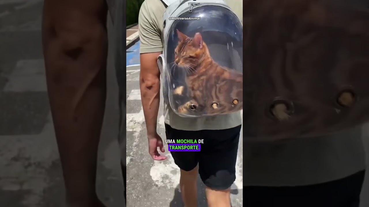 3 dicas para passear com seu gato: #gateiros #gateiras