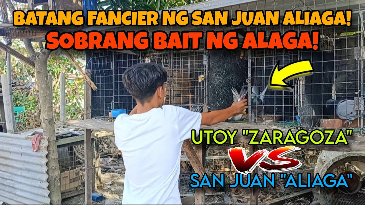 IBON NG BATANG FANCIER, KAHIT SINO NILALABANAN! | SAN JUAN ALIAGA VS ZARAGOZA | KARERA NG KALAPATI