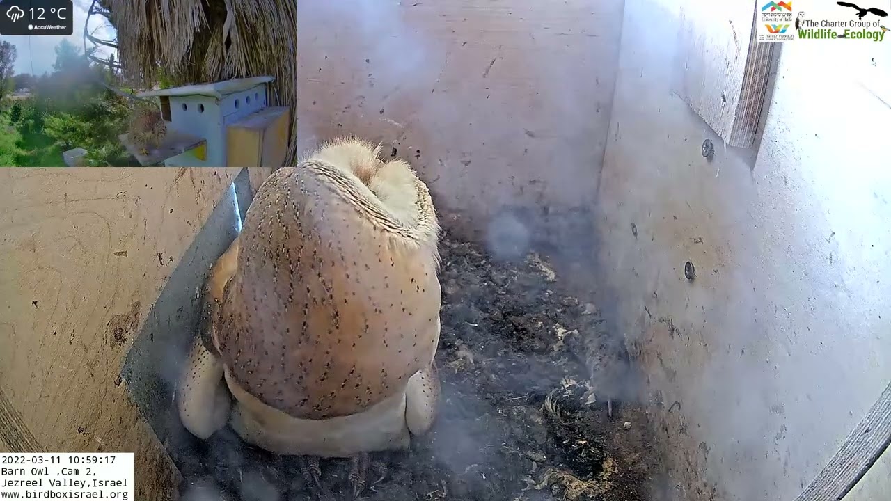 Unhappy barn owl: Male and then female kestrels land on Barn Owl Israel Cam 2 nest box.
