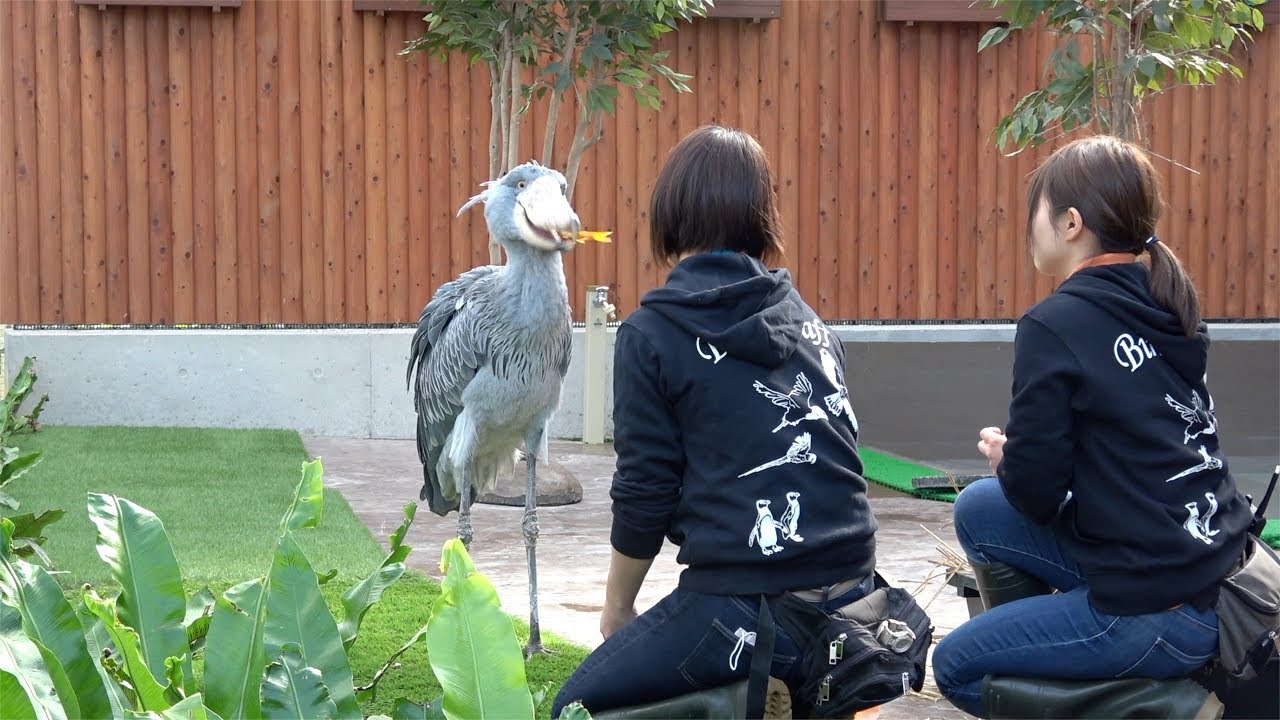 二人のお姉さんからごはんをもらうハシビロコウ【11月のふたば2】Two girls feed Shoebill