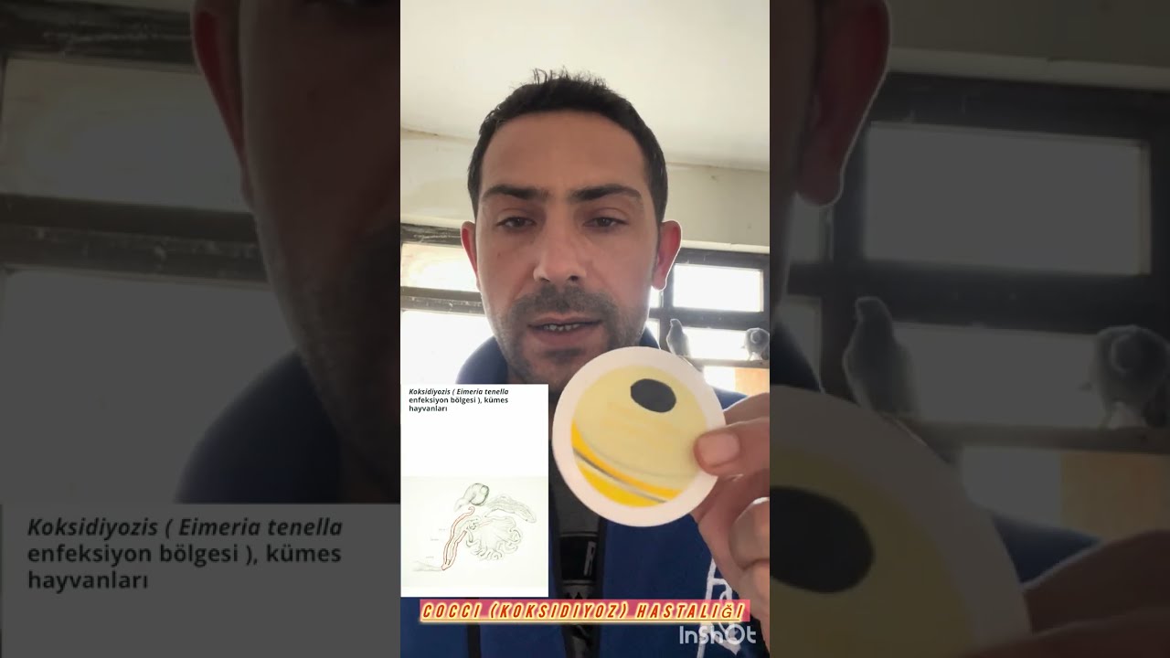 Cocci(Koksidiyoz, k&uuml;mes hayvanlarında ishal, kilo kaybı ve verim d&uuml;ş&uuml;kl&uuml;ğ&uuml;ne ne olur 
