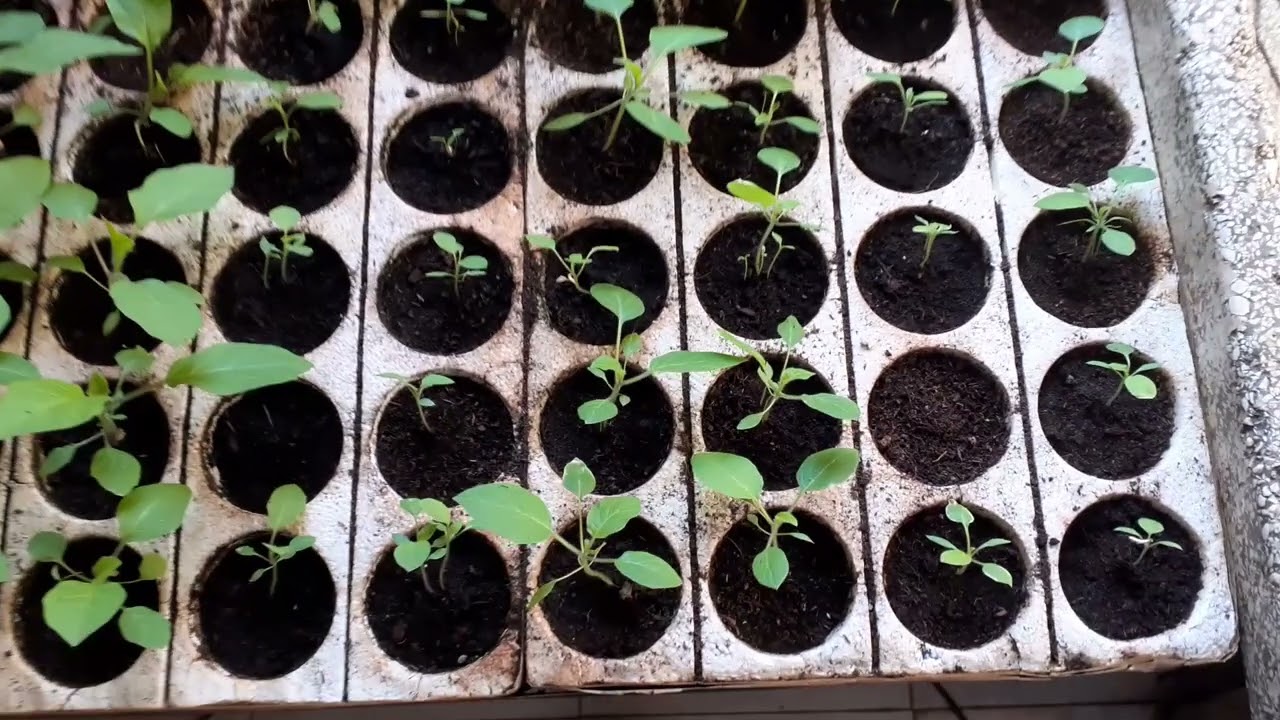 AUTOPRODURSI I SOLANUM TORVUM E CHRYSOTICHUM PER INNESTARE LE MELANZANE