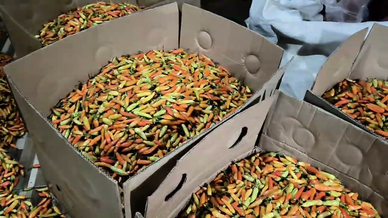 Harga cabe dan sayur tgl 22 Januari,2026, dikab Magelang, Jawa Tengah #petanimillennial #fypシ゚viral 