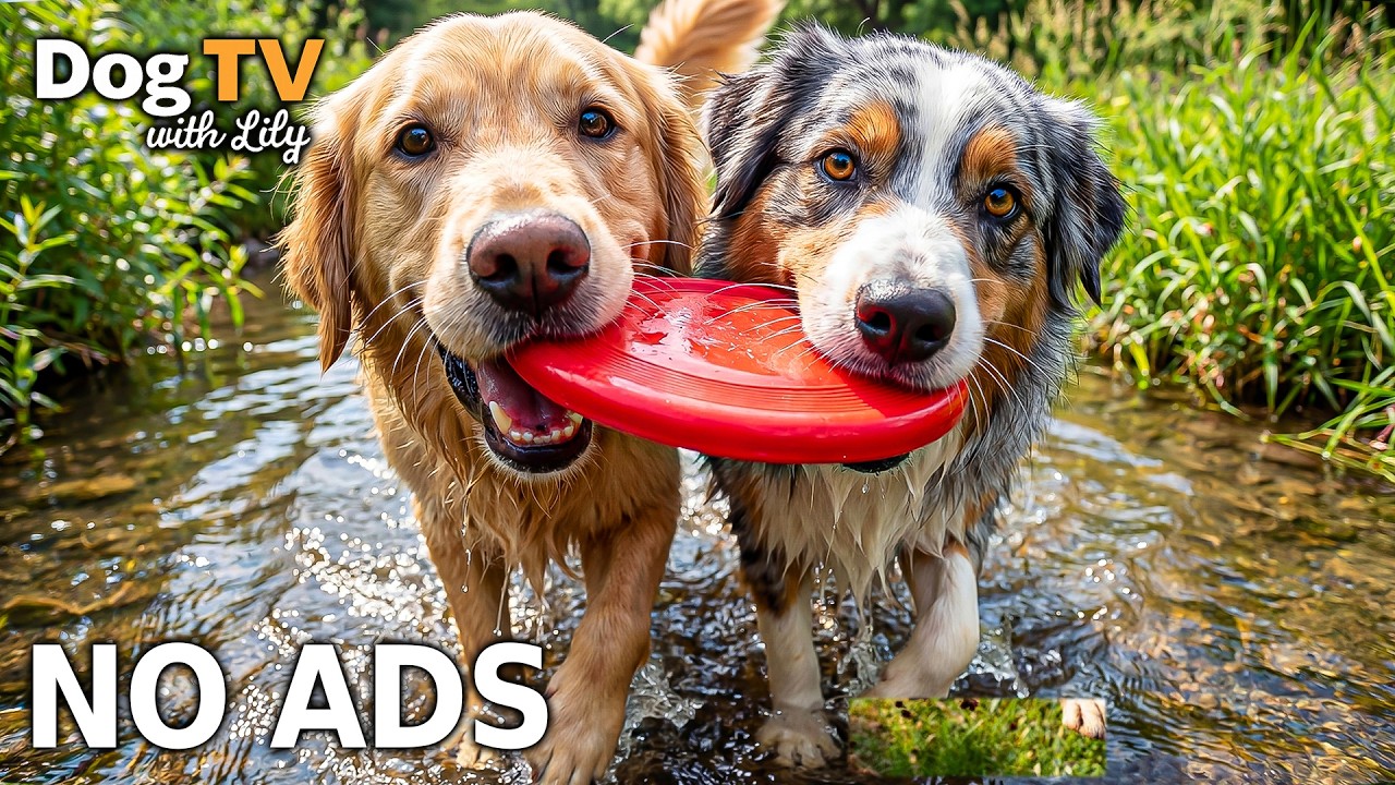 12 Hours Dog TV: Anti-Anxiety Music & Calming Videos for Dogs Home Alone | Stress Relief - NO ADS