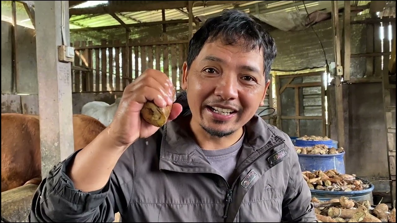 CARA MENGHILANGKAN RACUN SIANIDA SINGKONG UNTUK PAKAN TERNAK,part 2