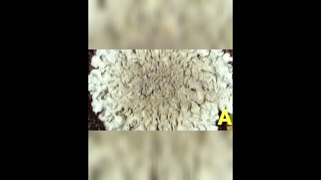 108 #NEET__Lichens (Ascolichens ??????) ( याद करें )