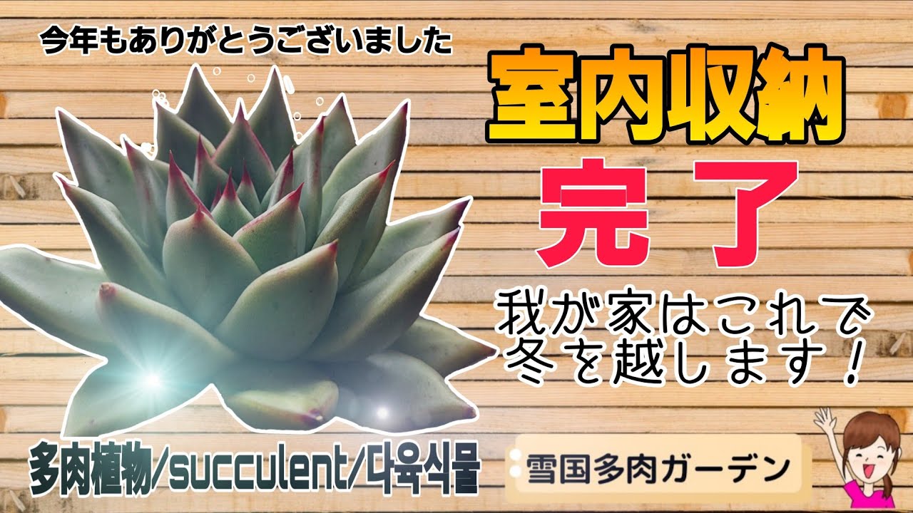 寒波が来る前に室内収納完了！置場所全部見せます！2025年12月28日　#雪国で育てる多肉 #冬支度 #室内園芸