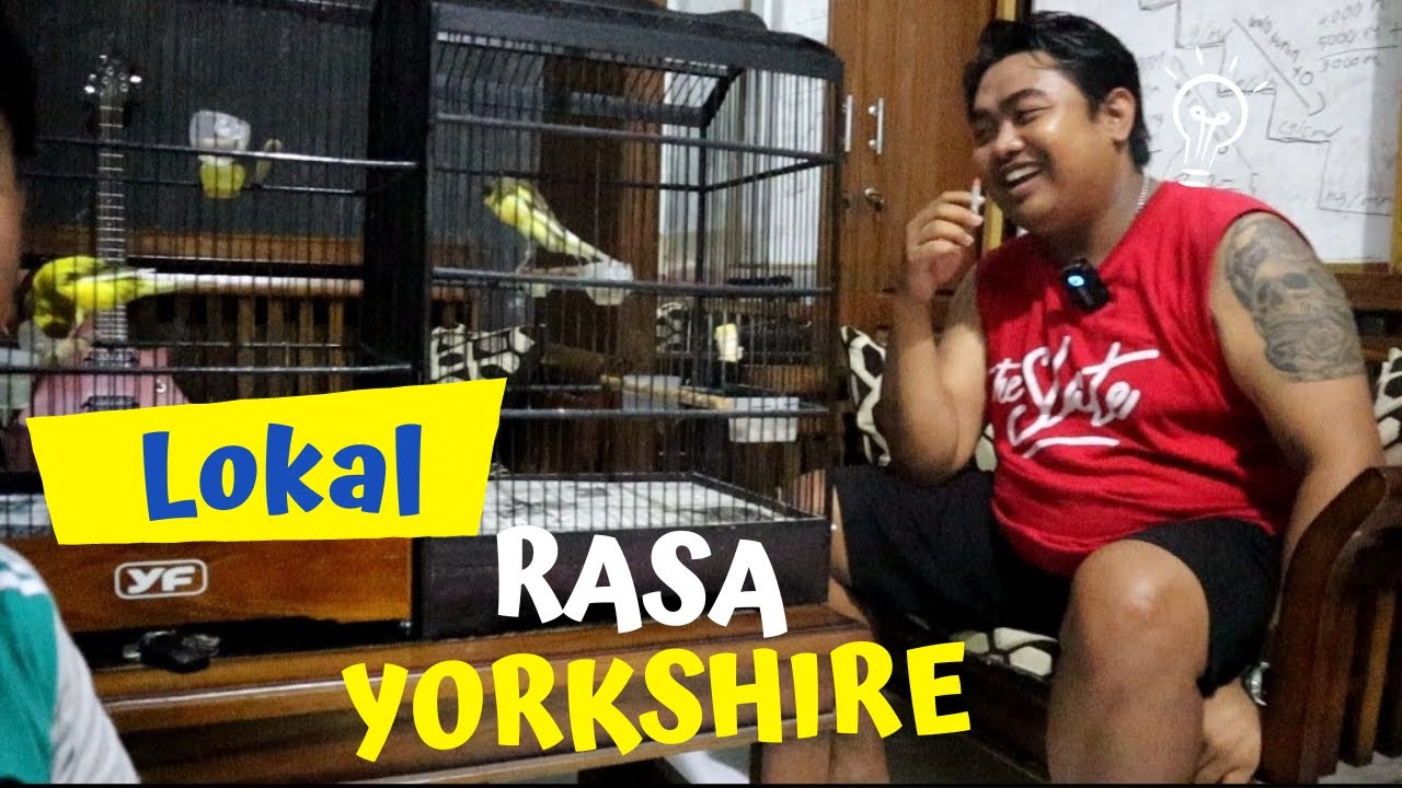 CIAMIK..!! Kenari Lokal Size dan Postur Yorkshire YUSUF CANARY