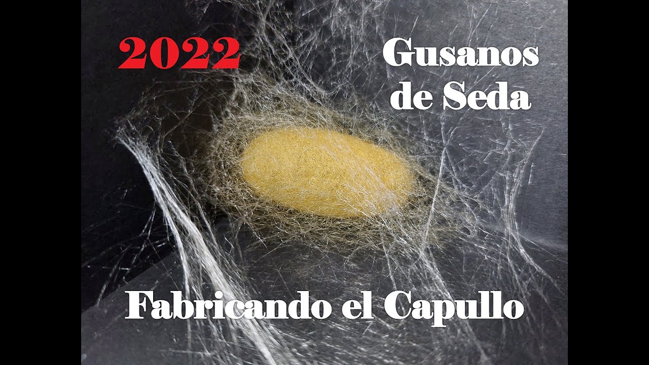 GUSANOS DE SEDA 2022 - Elaboración del CAPULLO