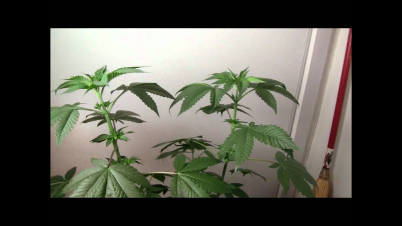 DNA's Pure Afghani~ Watching the Plants Grow~ (Part Two) Plant Sexing from Seed