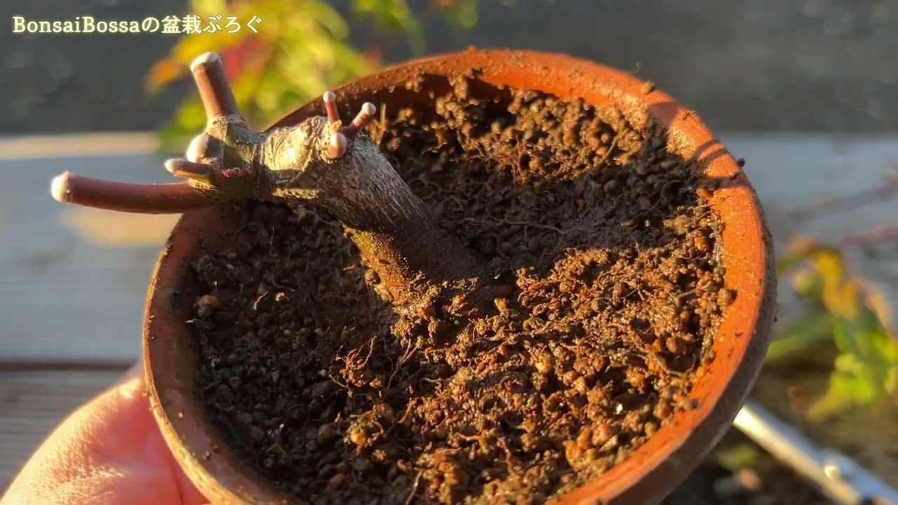 【YMJ】山もみじの素材に少しずつ兆しが見えてきた #盆栽 #bonsai