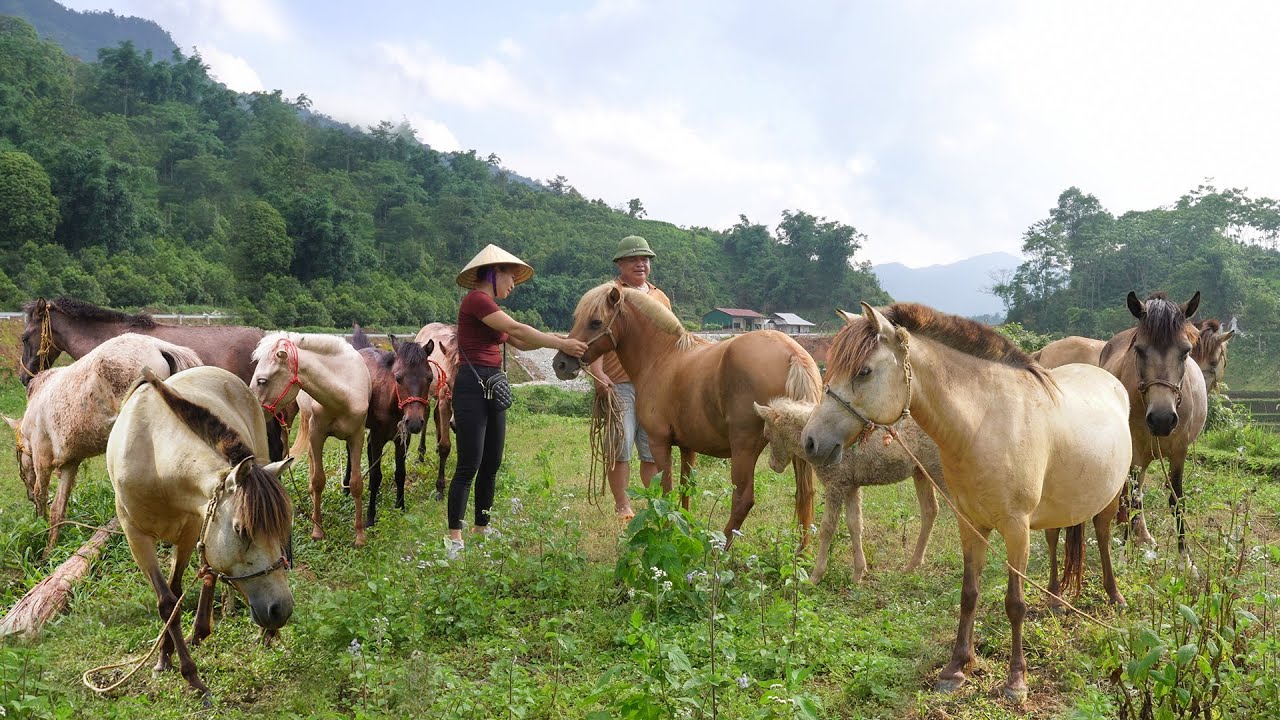 Travel 300Km By Truck To Buy Many Horses To Sell For Villagers - My Farm / Đào