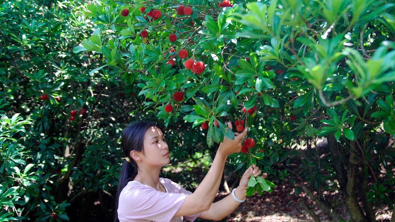 Chinese Bayberry ALL Over the Tree! The Deliciousness Beyond Your Expectation!
