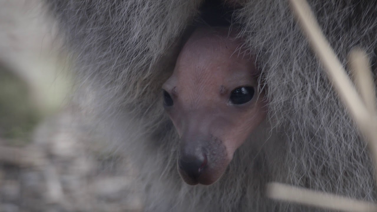 Bennett's Wallaby Joey Peeks Out of the Pouch
