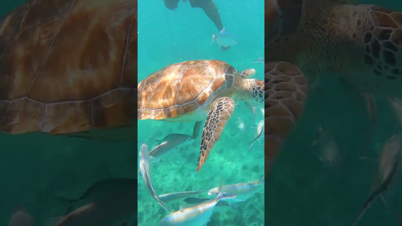 Un Fest&iacute;n Bajo el Mar: Tortuga Marina y sus Compa&ntilde;eros Peces #shorts