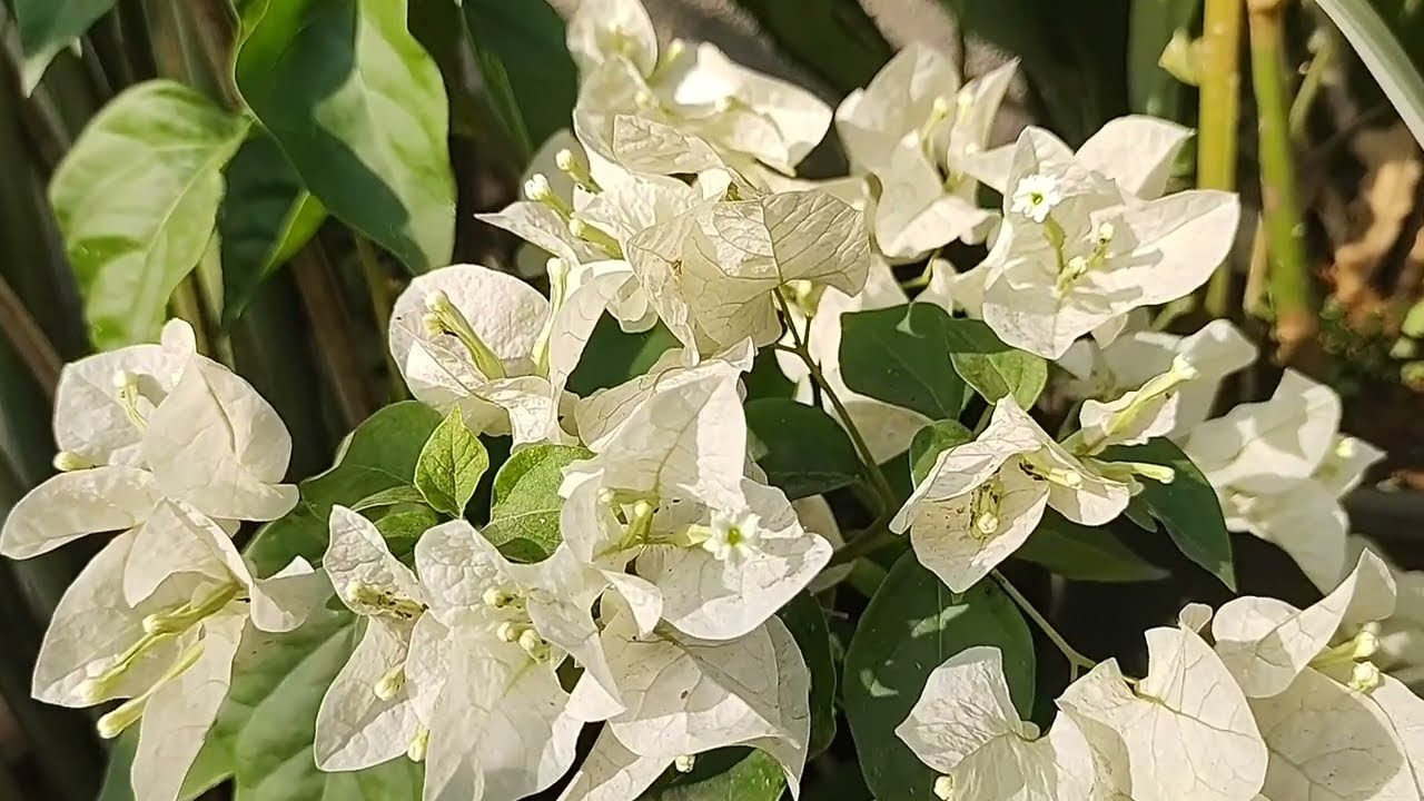 If you want to develop a terrace garden grow lots of Bougainvillea#how to grow and Care 