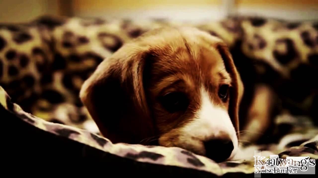 Sad Dog Diary Beagle