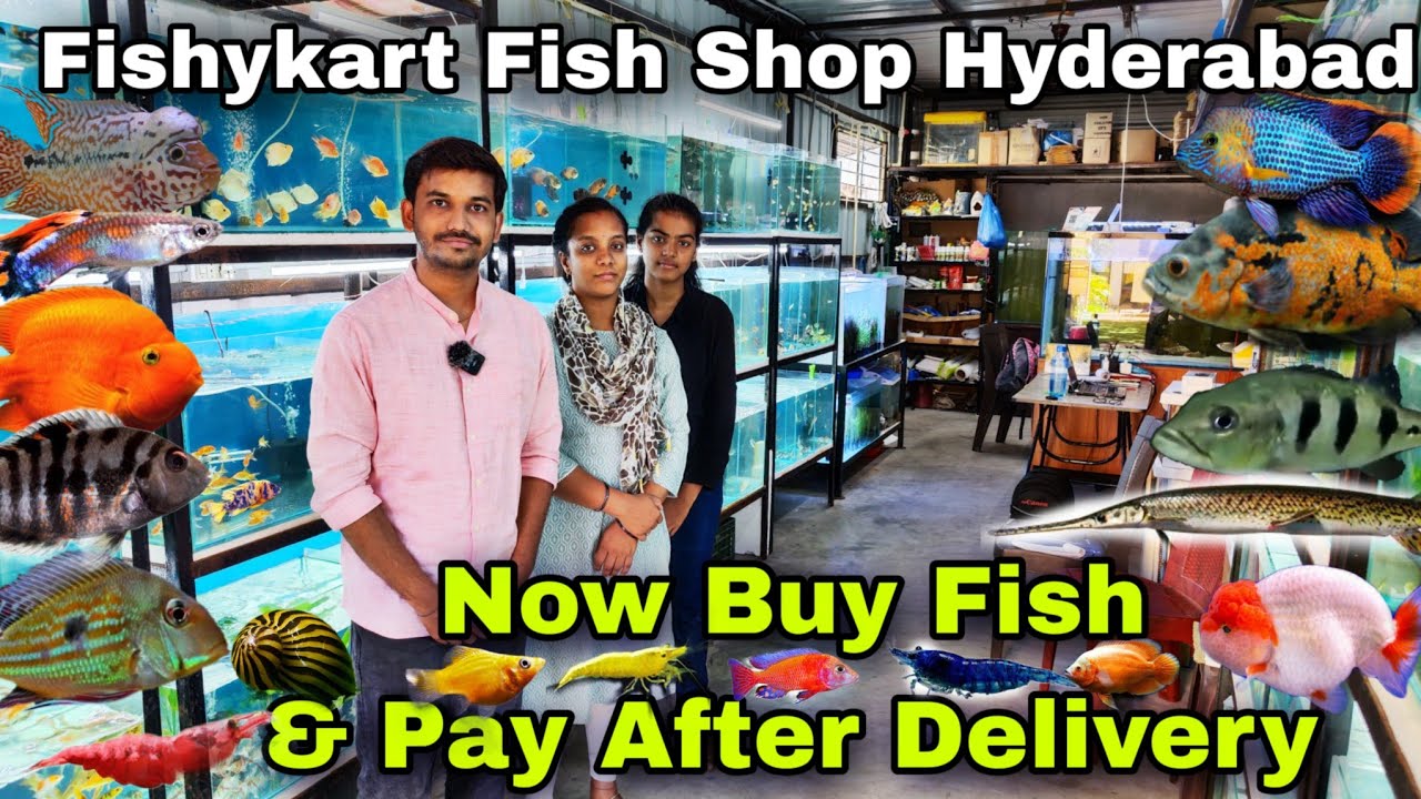 Buy Online Fish , AquariumFish , Plants & More ,Fishykart Fishshop