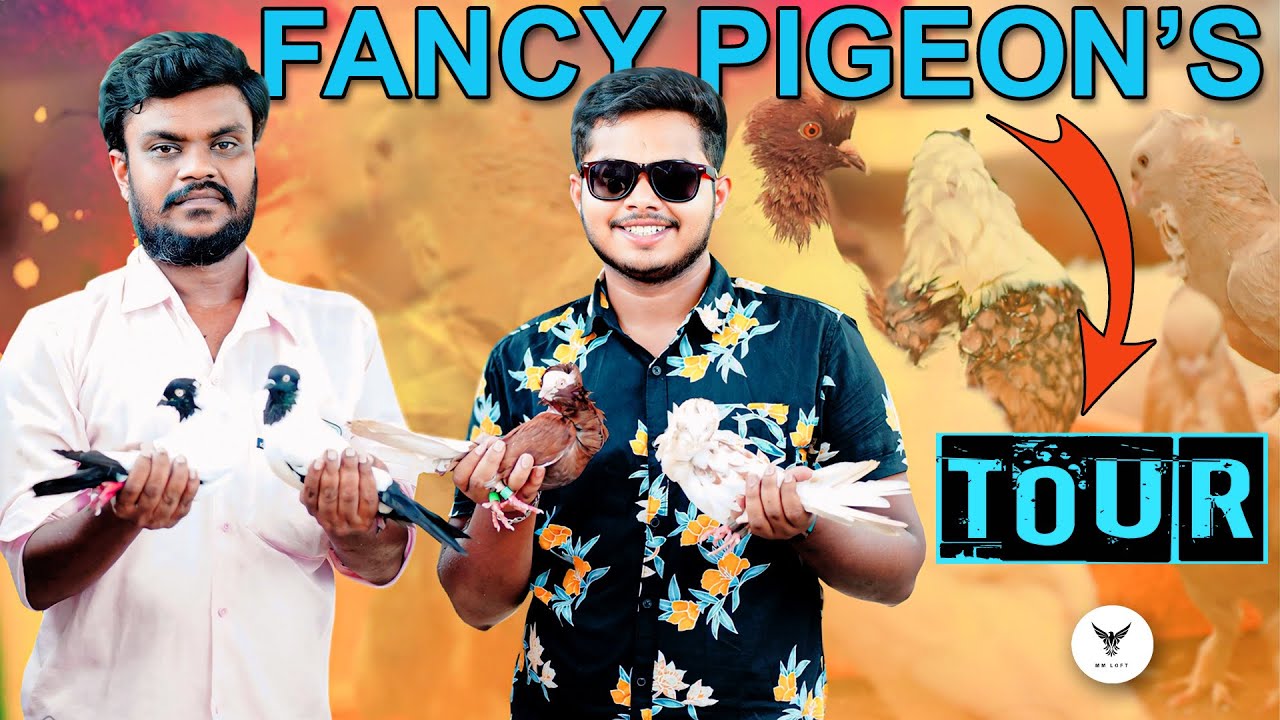 Fancy Pigeon’s Loft Tour in Telugu | Nellore