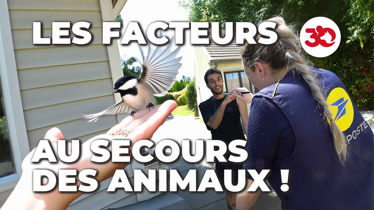Facteurs en Mission : Lettre d'Amour aux Animaux