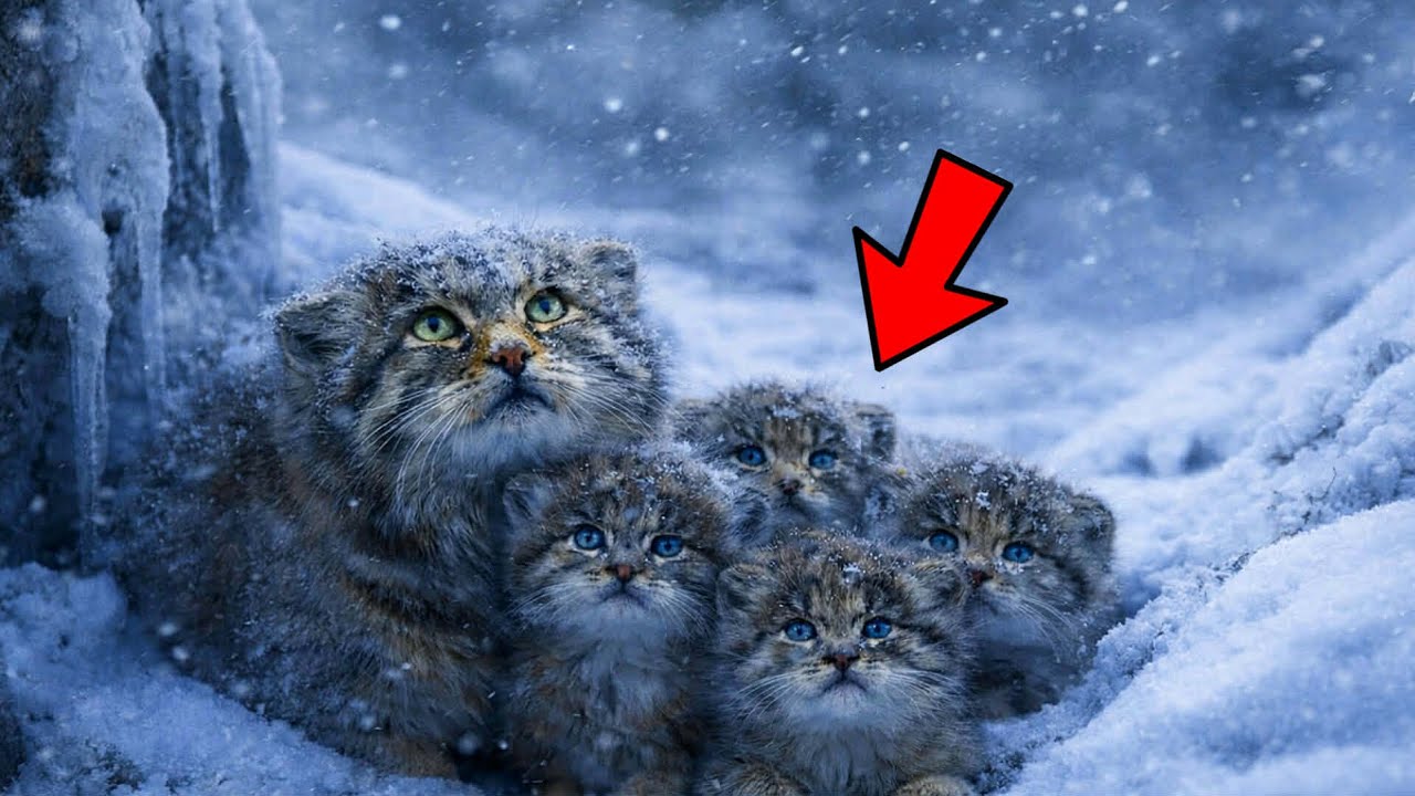 You Won’t Believe What Happened to This Pallas’s cat Family 