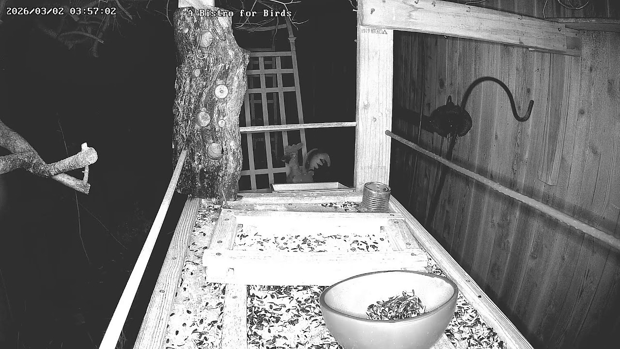 A Bistro for Birds Live Stream