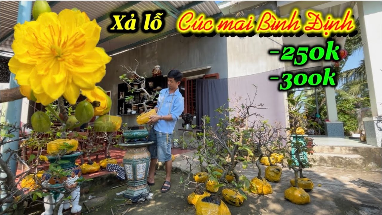 Méo bonsai xả lỗ-Cúc mai Bình Định-250k,300k