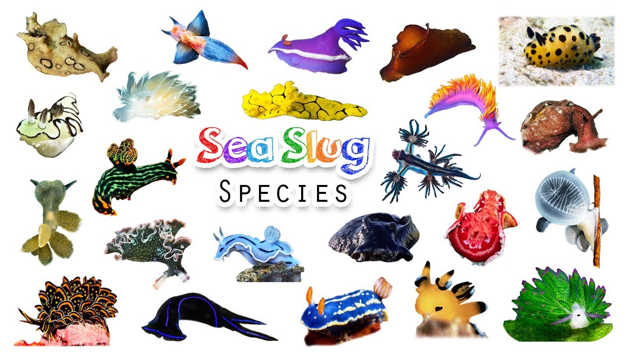 Sea Slugs Species / Fun Colorful List of Sea Slugs / Leo & Lia Story TV