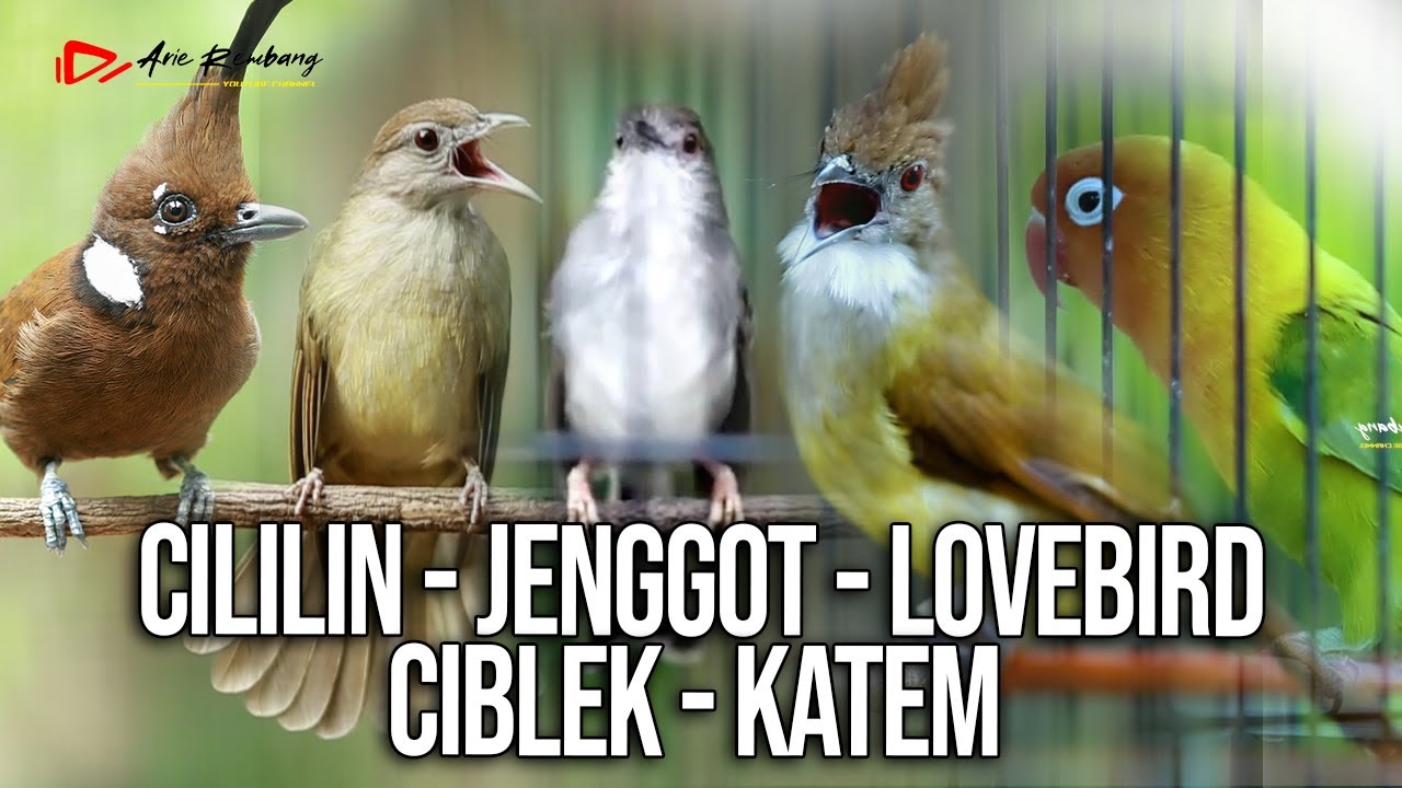 MASTERAN KOMBINASI CILILIN - JENGGOT - LOVEBIRD - CIBLEK - KAPAS TEMBAK