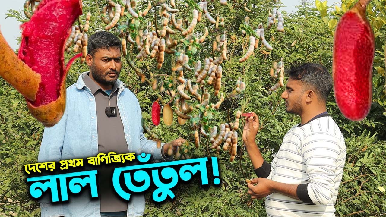 দেশে প্রথমবার ভিয়েতনামি লাল তেঁতুলের বাণিজ্যিক চাষ | Ep-1017