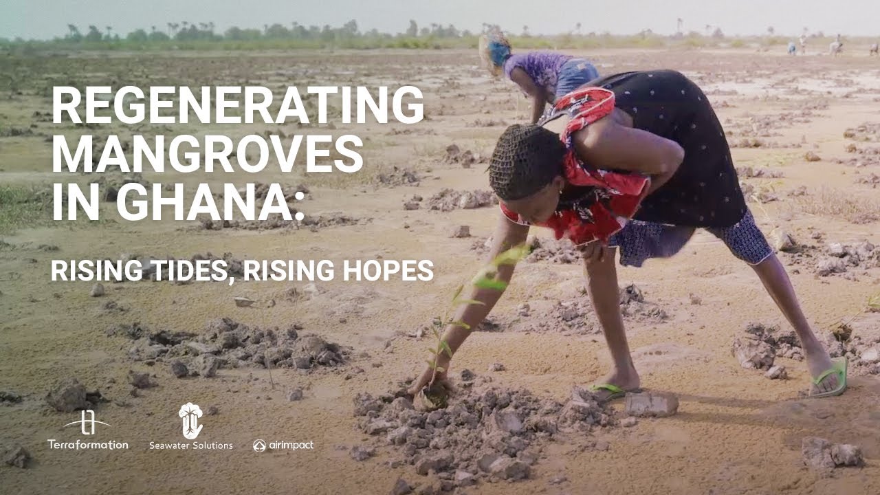 Regenerating Mangroves in Ghana: Rising Tides, Rising Hopes