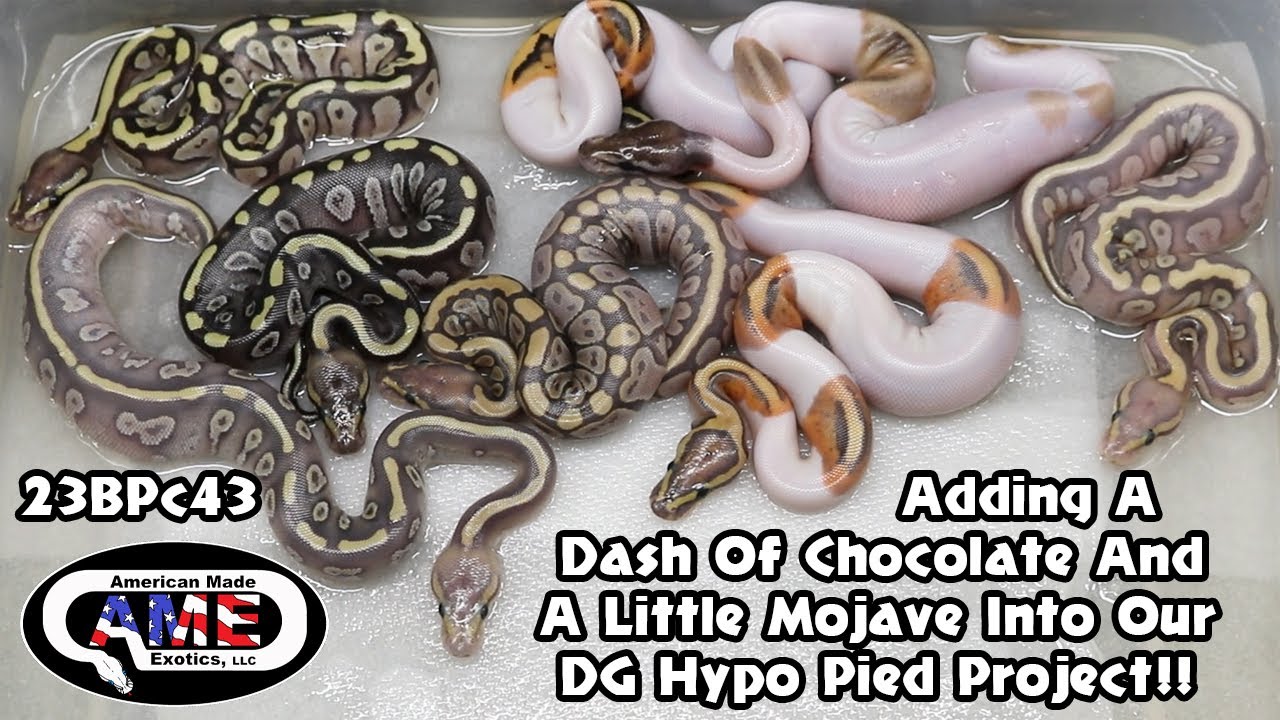 Добавляем щепотку шоколада и немного мохаве в наш проект DG Hypo Pied!!! 23BPc43 AME