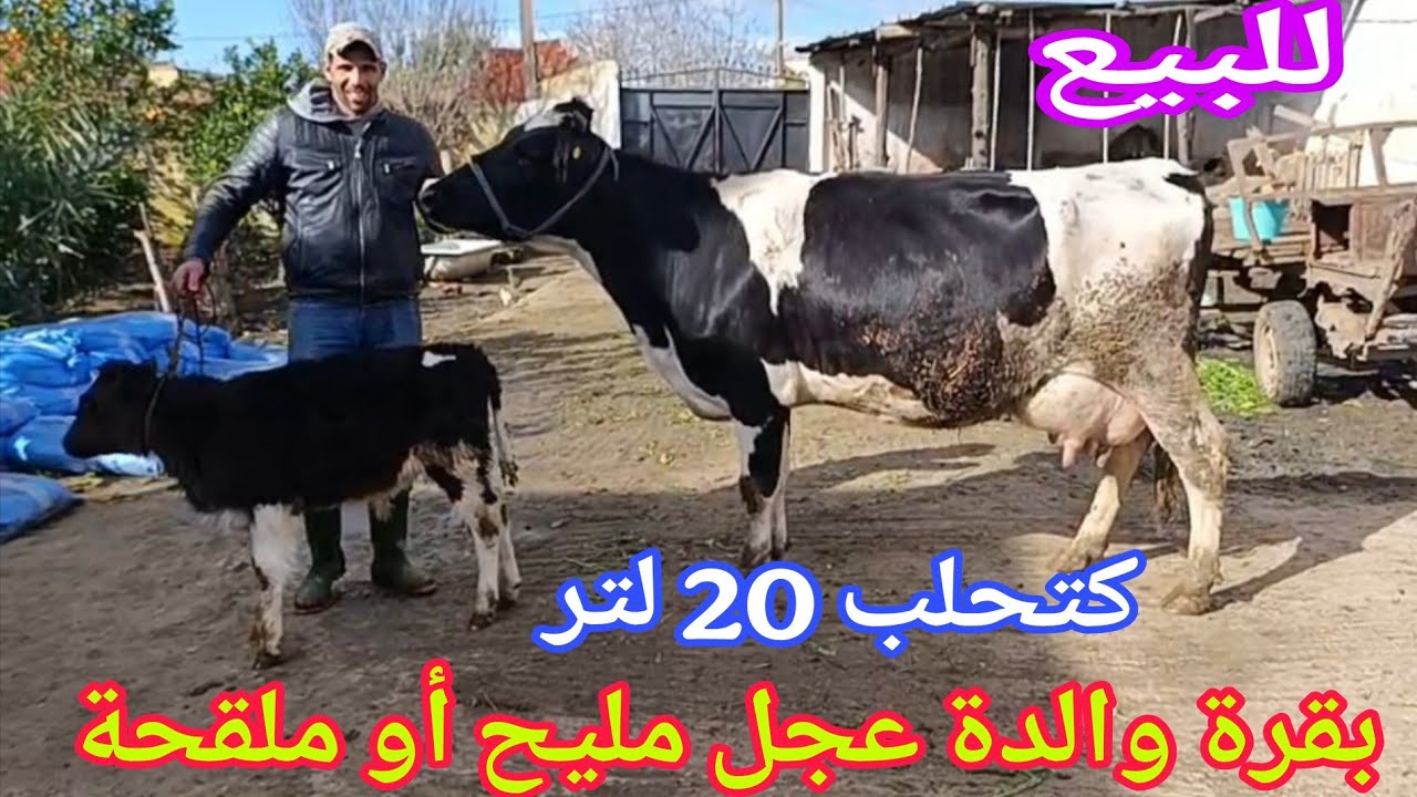 تباااارك الله💫 بقرة والدة عجل مليح ملقحة💥 إتصل 06.63.36.48.57📞 ألو سي العلوة نواحي الغرب🇲🇦 