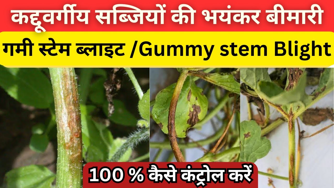 Gummy stem blight control| फसलों में गोंद निकलना/ तना फटना 100% effective control| by PC Verma