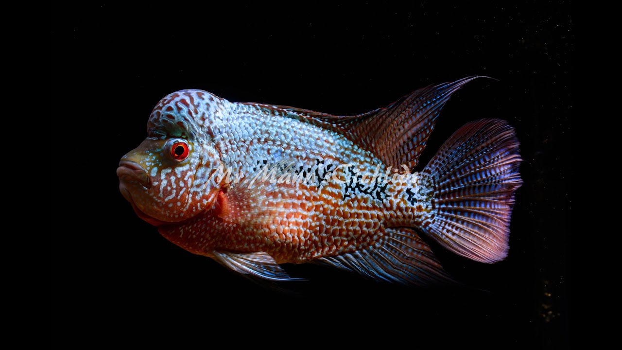 Fishroom Update 2/12/2016