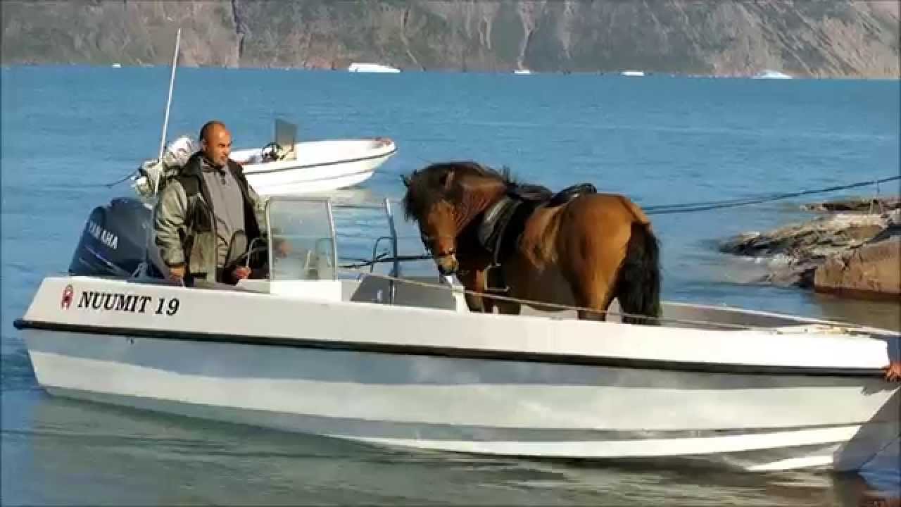 Horse by boat - Greenland - Qassiarsuk