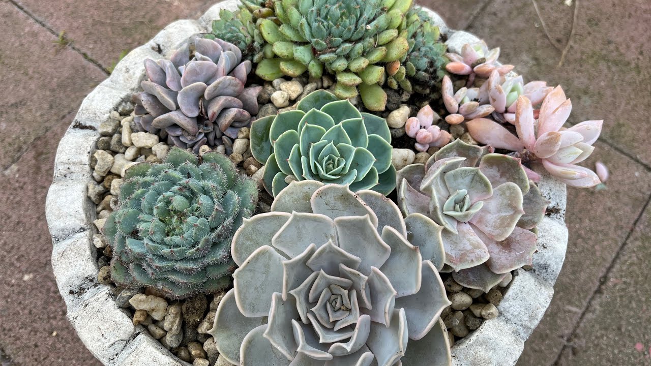 Making a succulent arrangement with Echeverias and echeveria cuttings | Leaf and Designs 