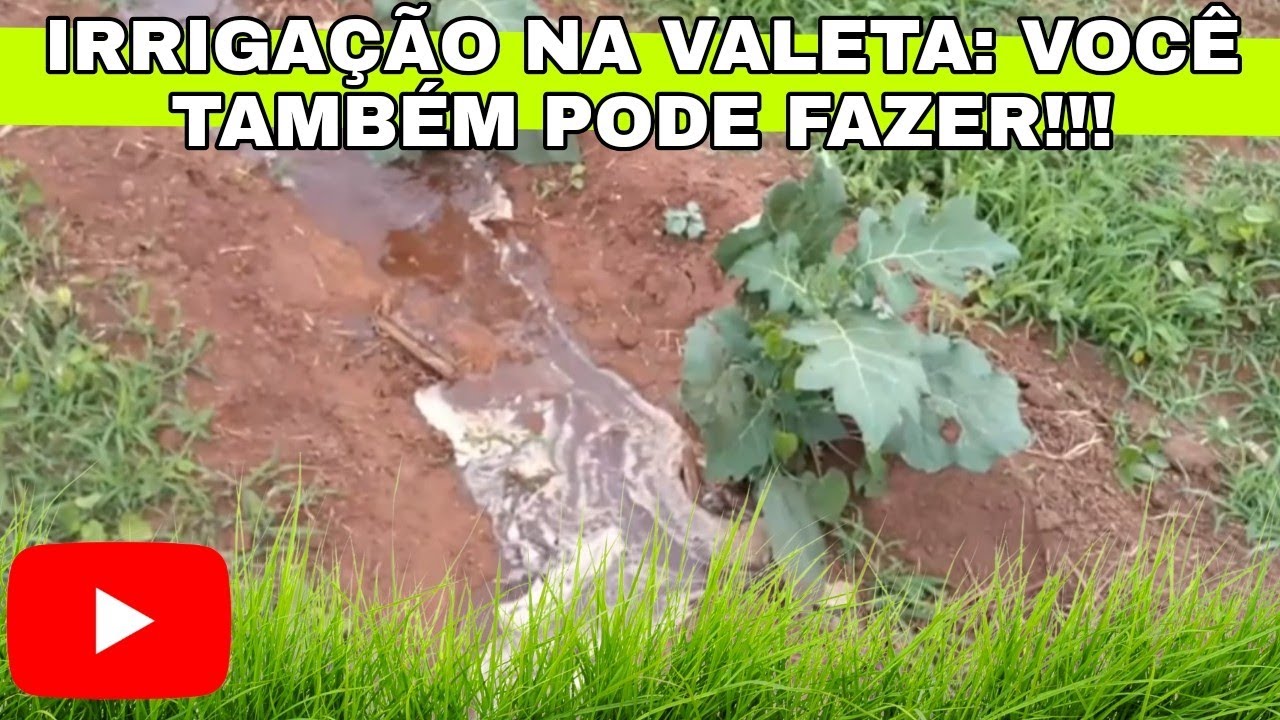 APRENDA como FAZER uma IRRIGAÇÃO com POUCO DINHEIRO!!!