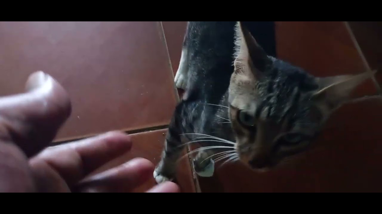 O gato apareseo aqui 