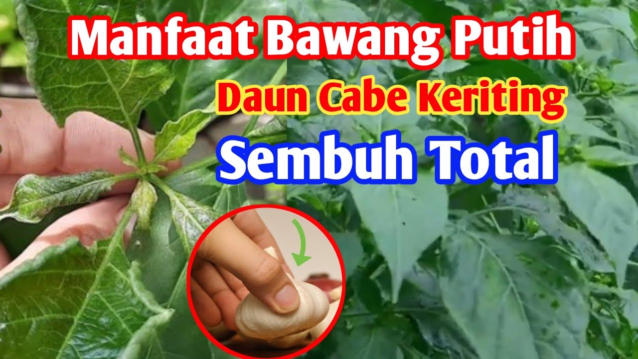 Cara Mengobati Daun Cabe Kriting Dengan Bawang Putih dan 2 Bahan Lain nya