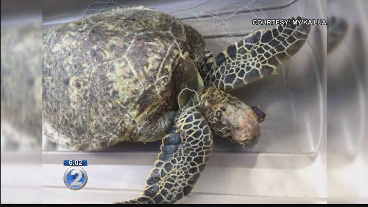 Dead sea turtle found entangled in fishing line: What you need to know