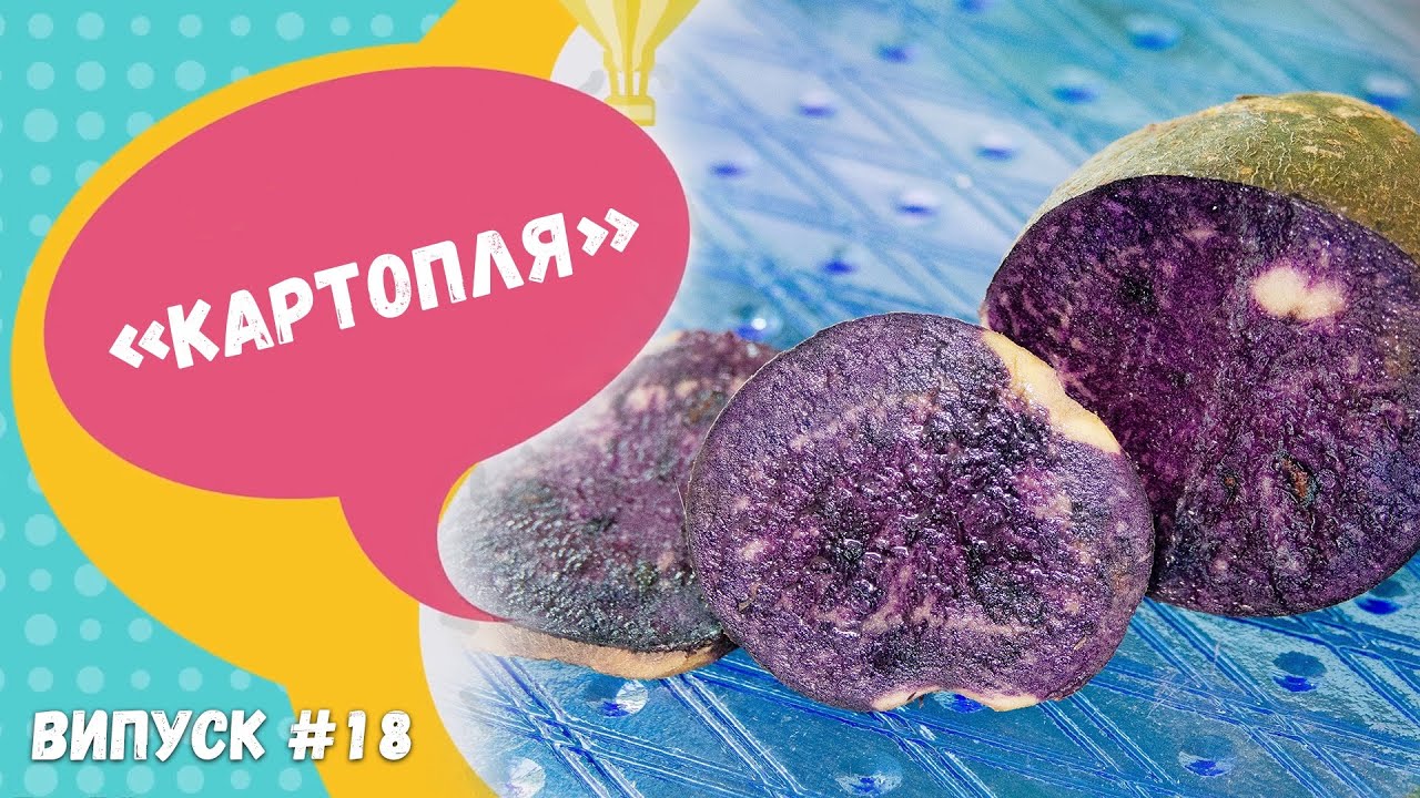 Agri Kids #18 -  Картопля