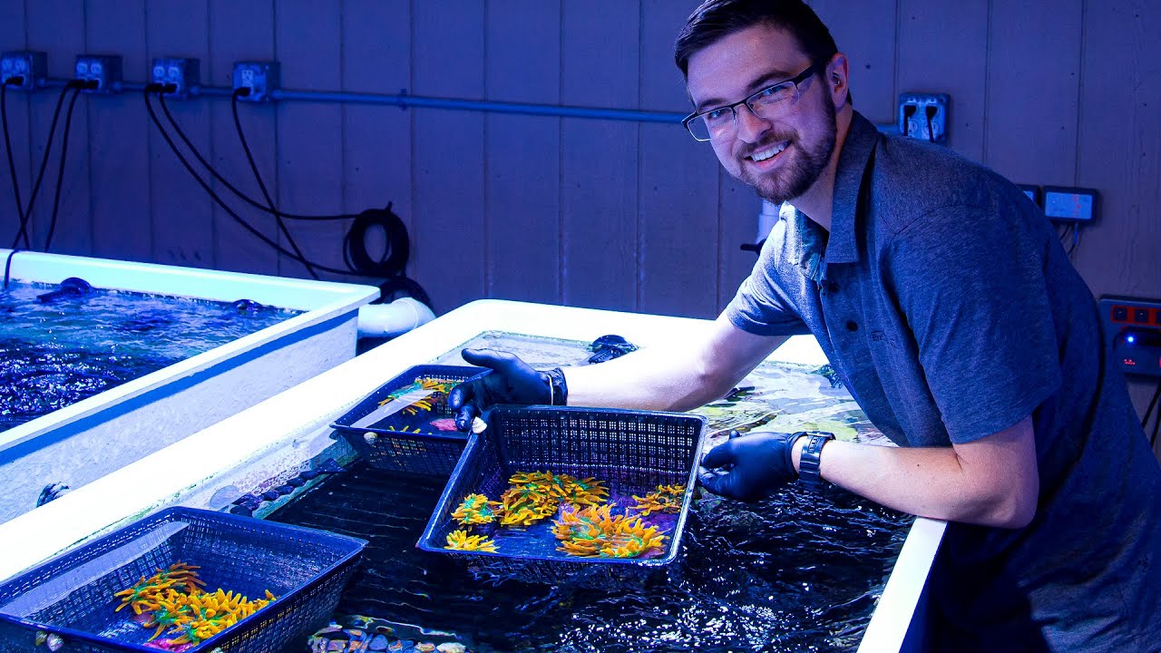 Ep. 3: Signature Frags | Trachyphyllia | Frag Subscription Plan | Anemones | Eye Catching Coral